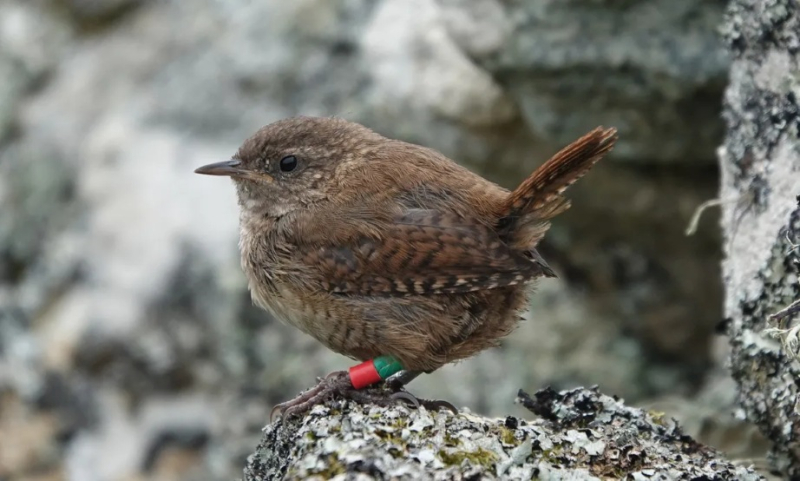 St Kilda Wren (Troglodytes troglodytes hirtensis)
