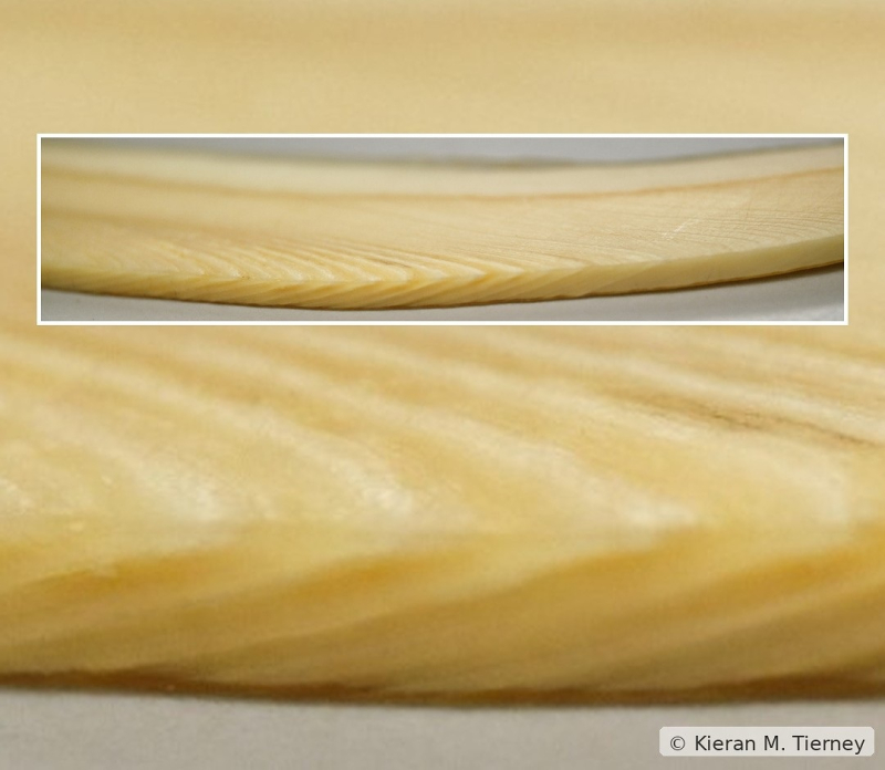 Tooth layers from an Orca whale that shed new light on their lives.